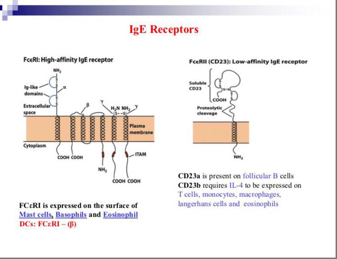 Two types of Ig E receptors