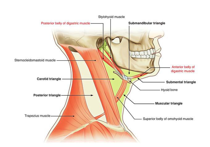 Blood supply of digastric muscle.