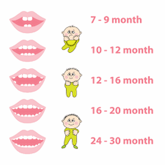 Eruption of teeth