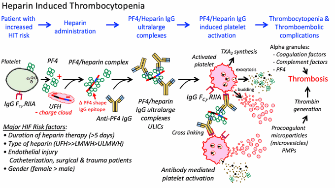 Heparin Induced Thrombocytopenia