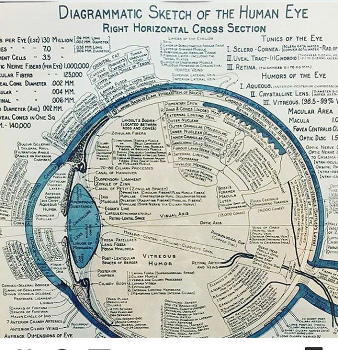 Anatomy of Human eye 👀