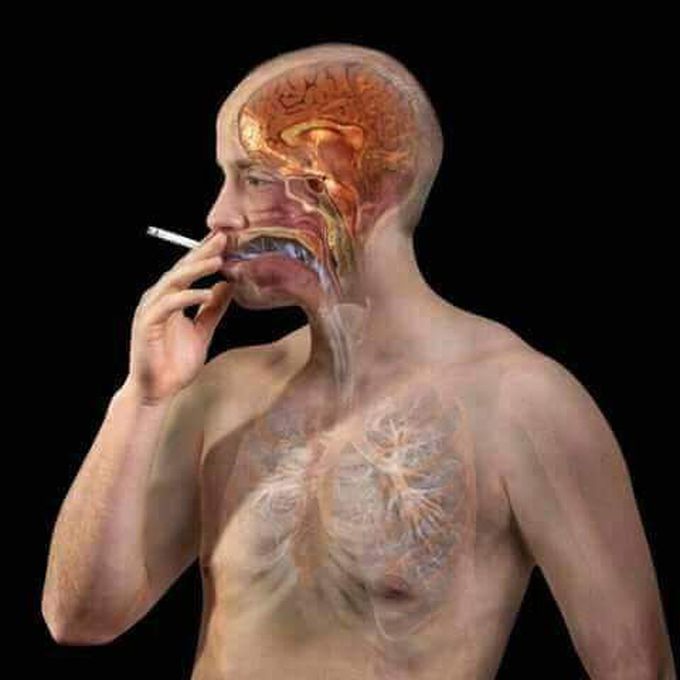 Smoking is dangerous for?????????????
1 lungs
2 mouth
3 intestines
4 all