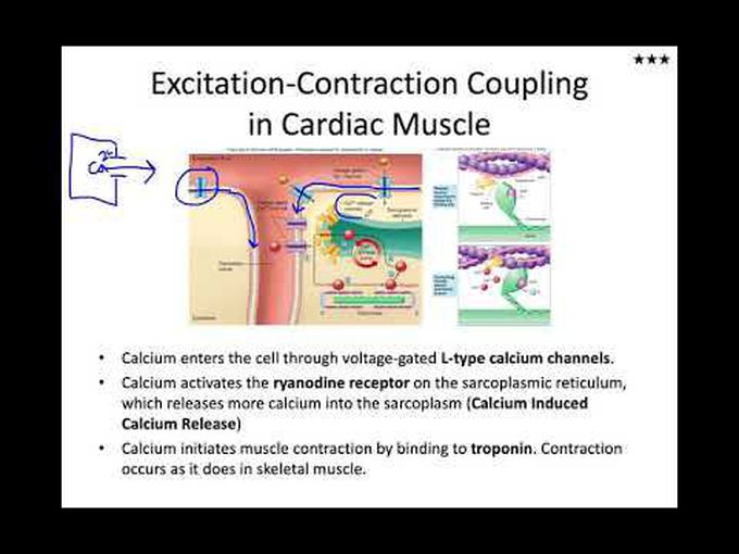 Effect of calcium on cardiac cells: excitation contraction coupling