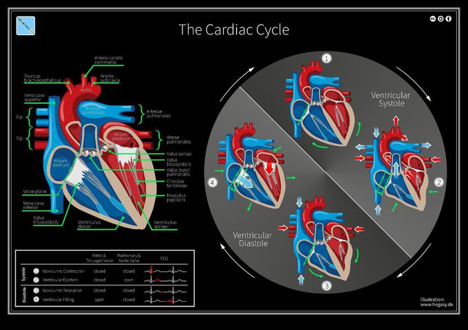 Cardiac cycle