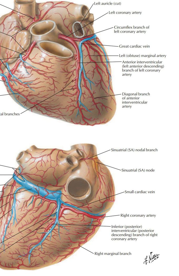 coronary arteries anatomy netter