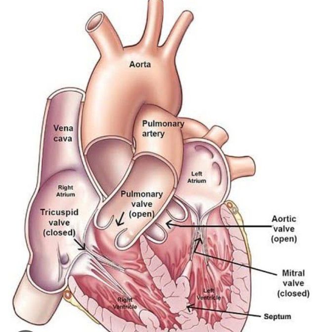 Anatomy of Heart