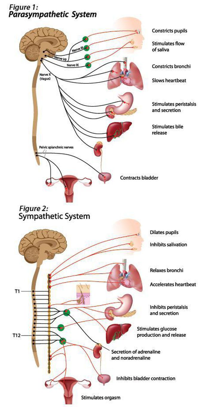 Parasympathetic and Sympathetic Nervous System