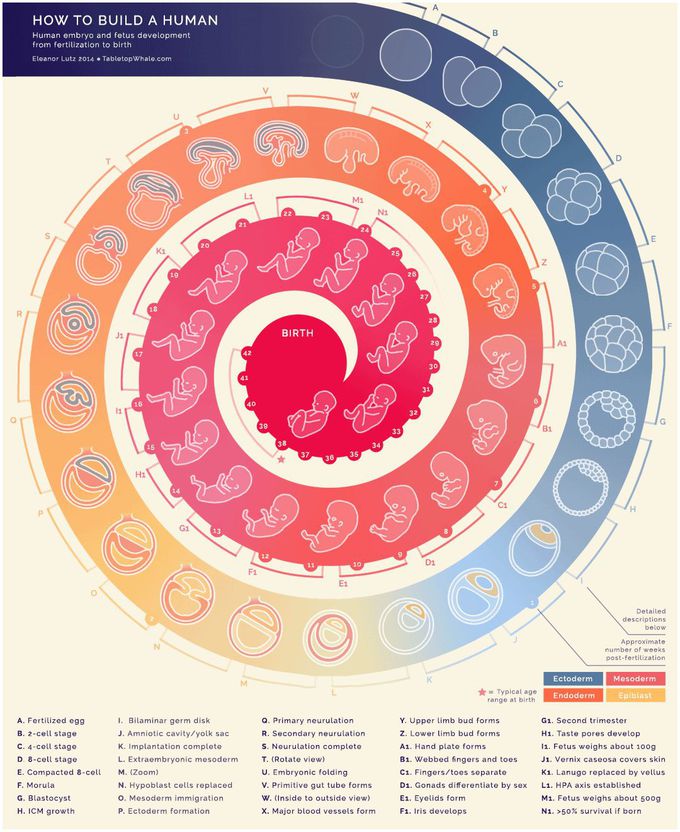 Birth cycle