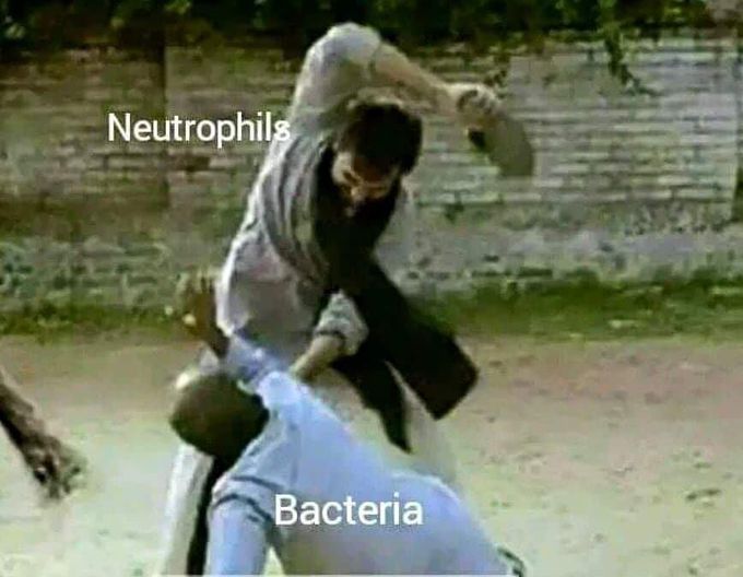 Neutrophils vs bacteria