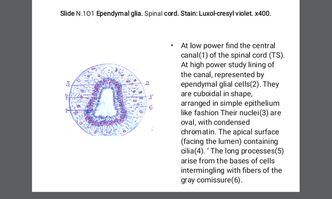Histology