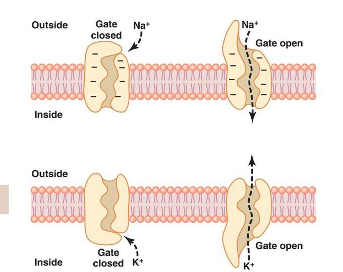 Transport of ions