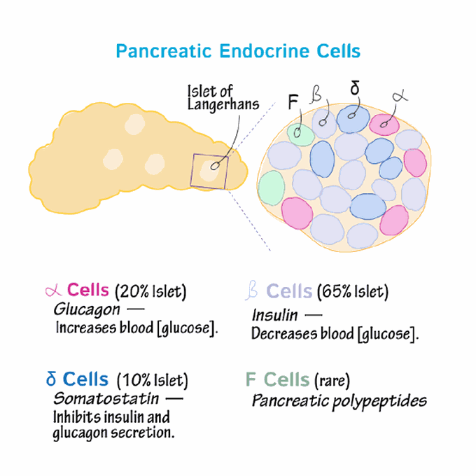Pancreatic Endocrine Cells types
