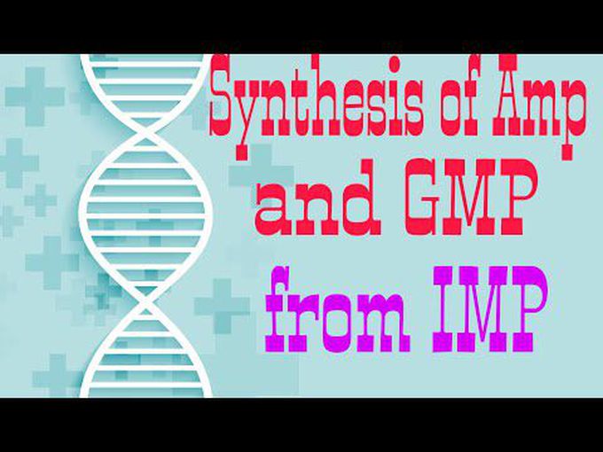 GMP and AMP synthesis in purine and pyrimidine metabolism.