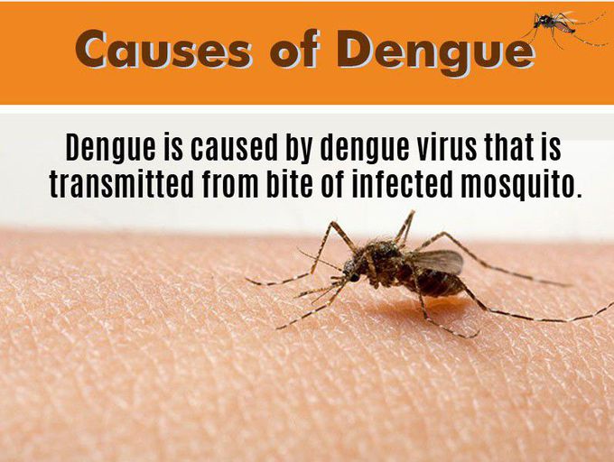 Causes of Dengue
