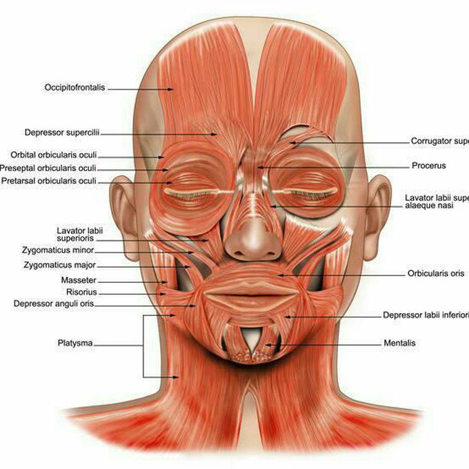MUSCLES OF FACE
