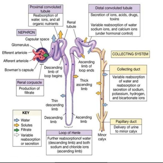 Anatomy and physiology of nephron