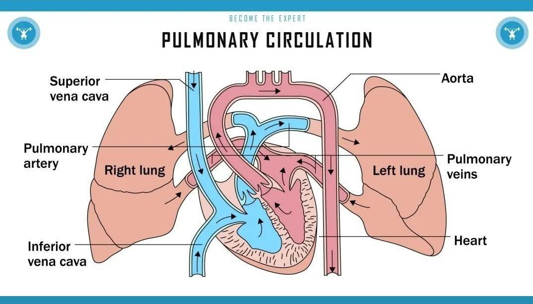 pulmonary circulation heart