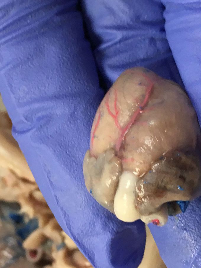 Fetal pig heart