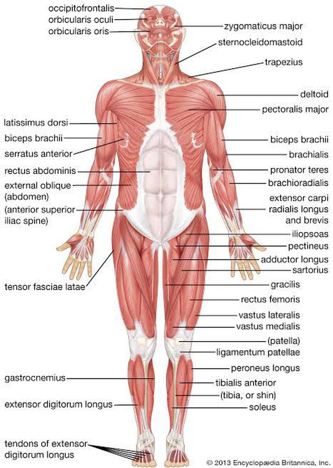 Muscle of body