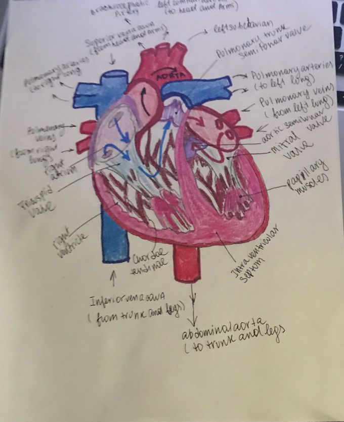 Anatomy of the heart - MEDizzy