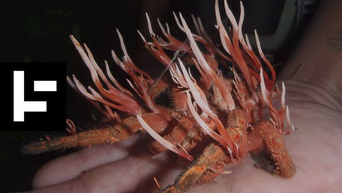 Cordyceps: Attack Of The Zombie Fungus