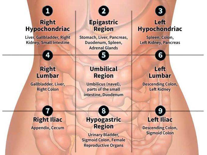 9 quadrants of abdomen and organs