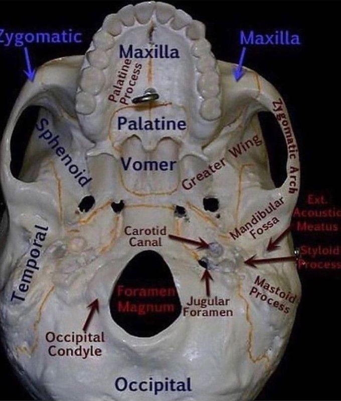 Base of the Skull