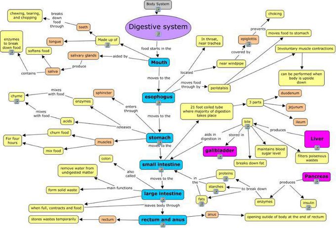 Digestive system