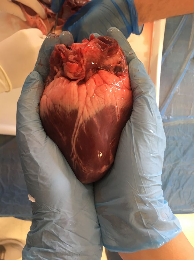 Beef heart