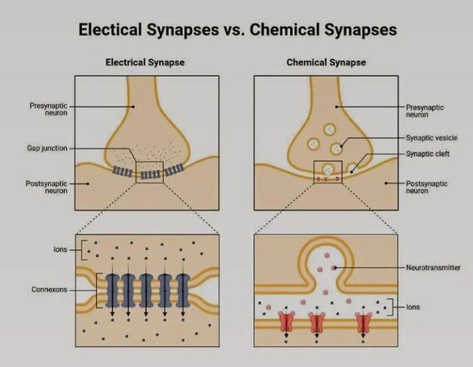 Electrical vs chemical synapse