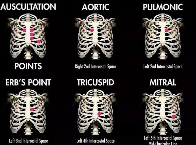 Auscultation Points