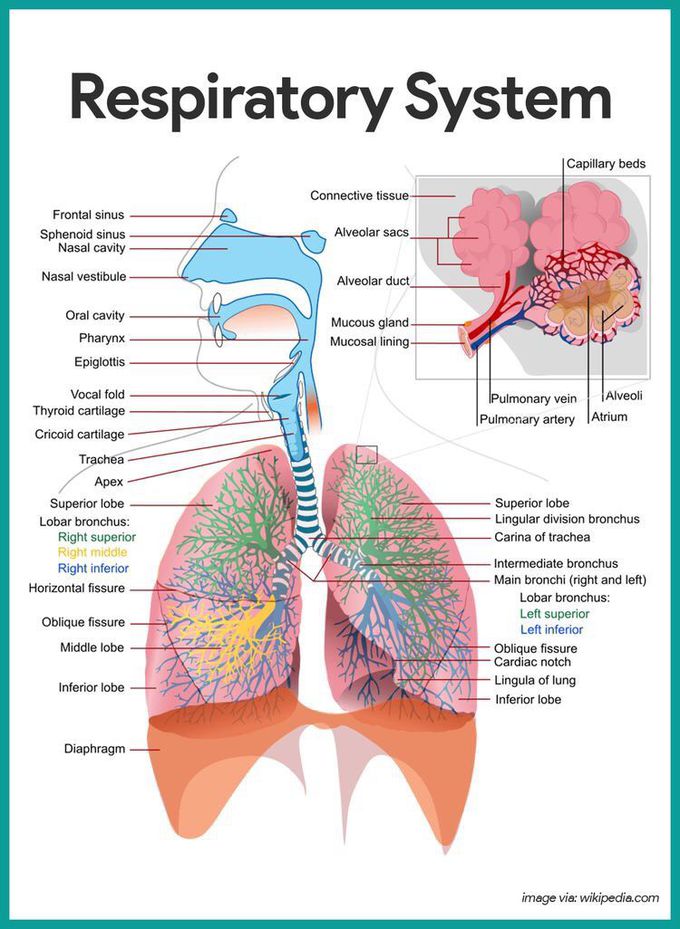 respiratory system