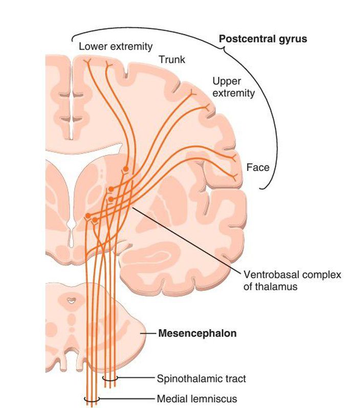 Dorsal column–medial lemniscal system