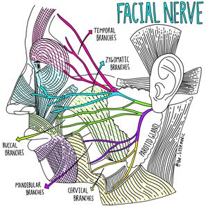 Branches of the Mandibular Nerve - MEDizzy