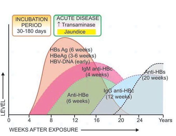 Hepatitis B