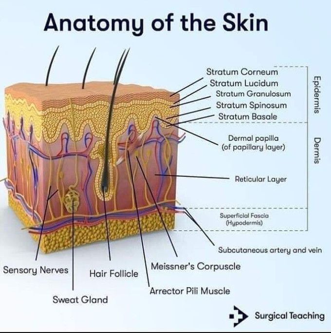 Anatomy of skin