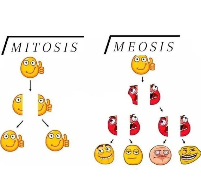 Mitosis Vs Meiosis
