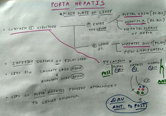Porta Hepatis