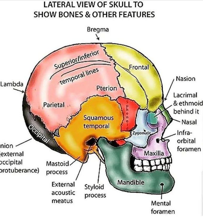 Lateral view of the skull