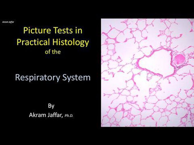Assessment of Respiratory system histology