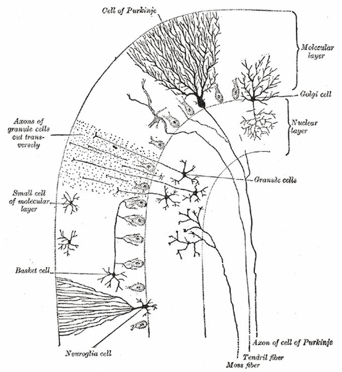 Cerebellum cortex