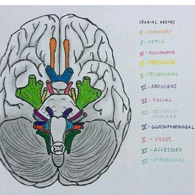 CRANIAL NERVES