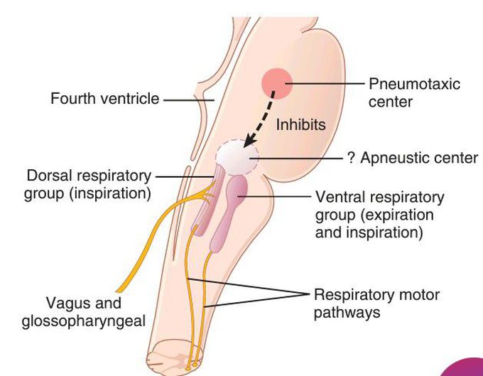 Respiratory center