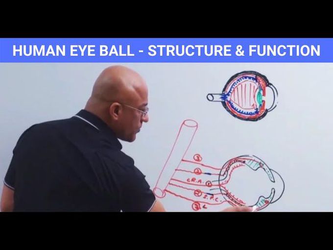 Human Eye Ball | Structure, Function & Anatomy | Iris, Cornea & Sclera