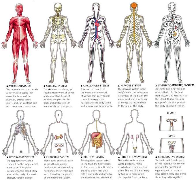 systems of the body and their functions pdf