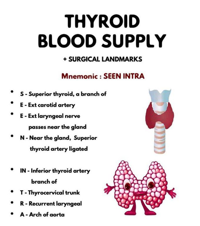 Thyroid Gland- Blood Supply