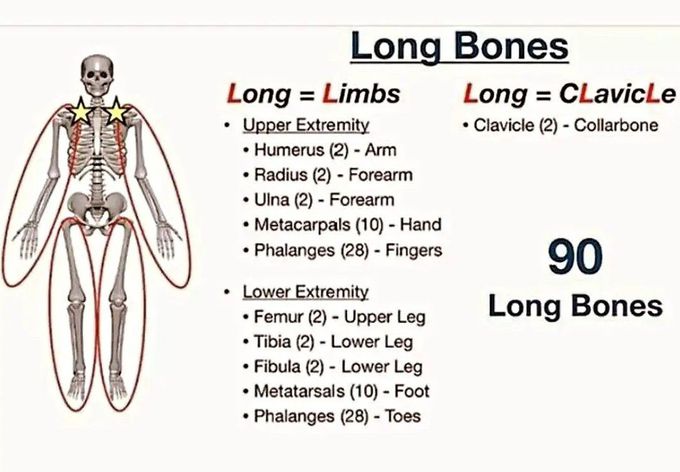 Long Bones