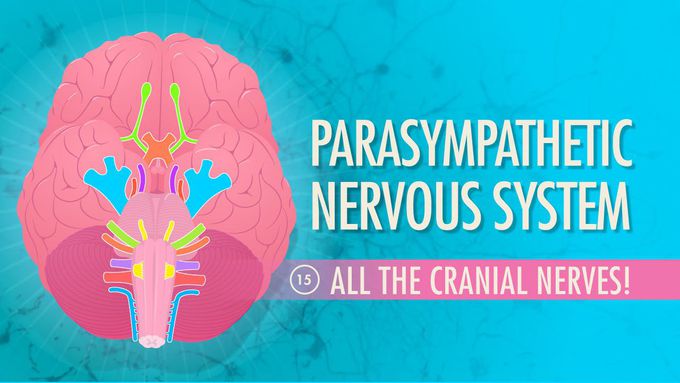 Parasympathetic Nervous System: Crash Course A&P #15