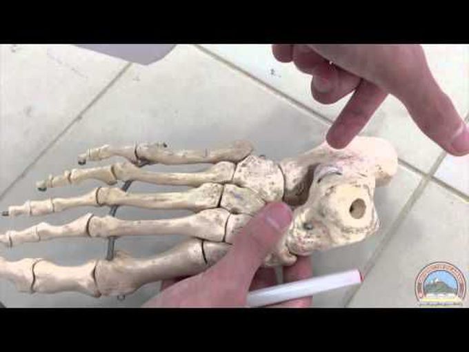 Bones Of The Foot And Their Landmarks Explained On Real Bones