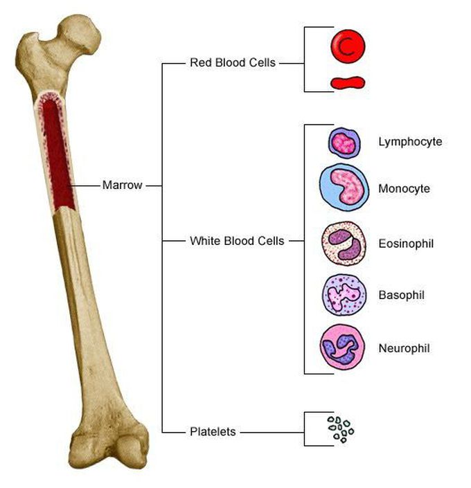 Bone marrow... Blood